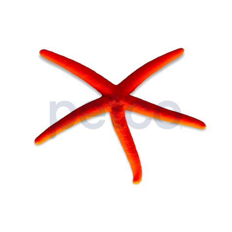Red Linckia Star