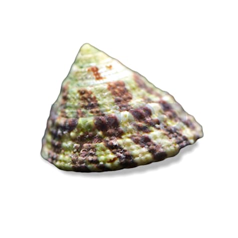 Spiral Top Trochus Snail