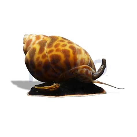 Brown Blotch Babylonia Snail