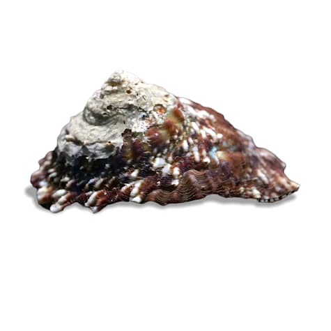 Spiny Star Astrea Snail