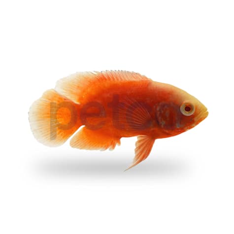 Red Chili Oscar Cichlid