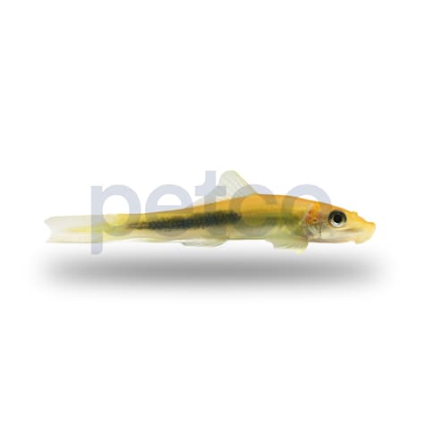 Gold marble Algae Eater