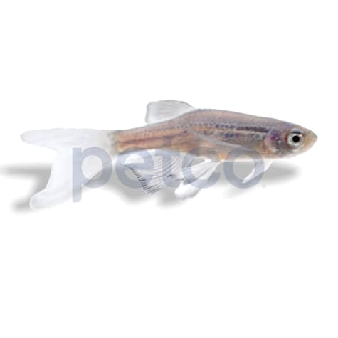 Longfin Blue Danio
