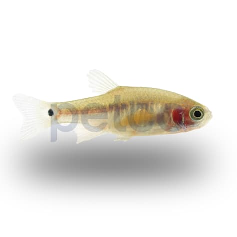 Dwarf Emerald Danio