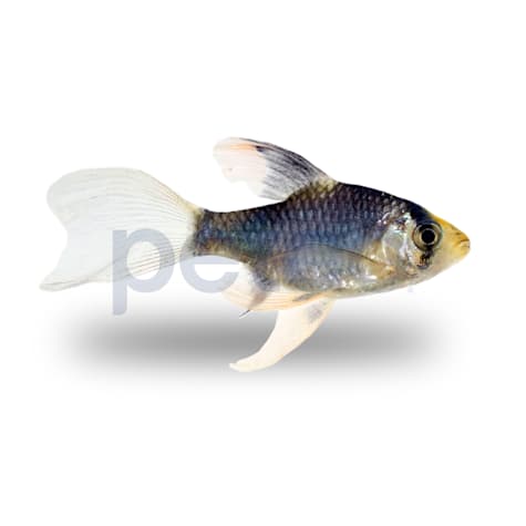 Longfin Green Tiger Barb