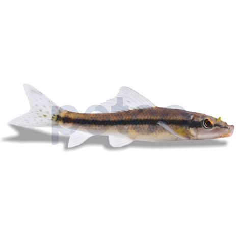 Chinese Algae Eater