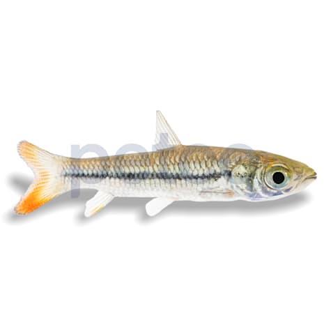 Red-finned Cigar Barb