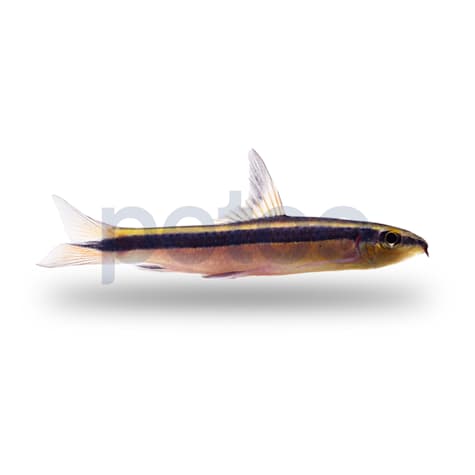 Red Flying Fox Algae Eater