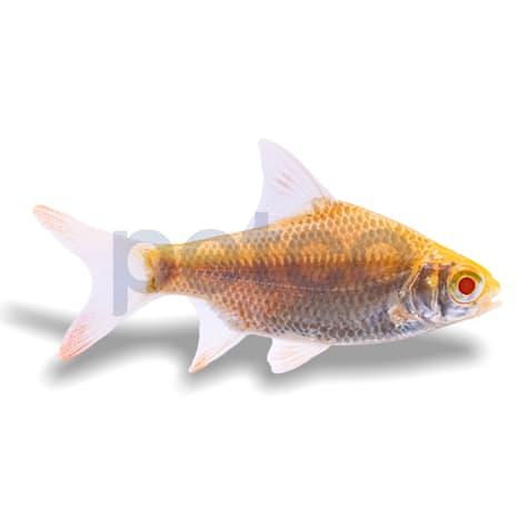 Albino Red Tail Tinfoil Barb