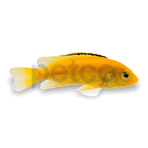 Electric Yellow Cichlid