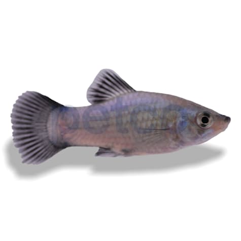 Blue Neon Wag Platy