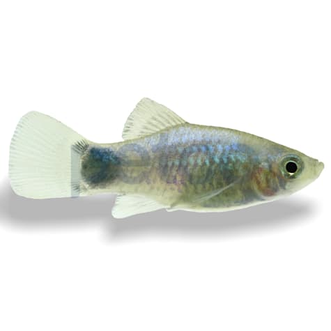 Blue Platy