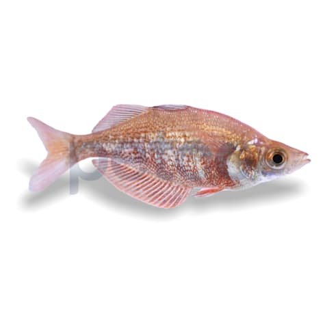Red Irian Rainbowfish