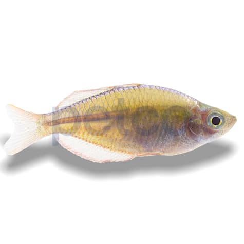 Praecox Neon Rainbowfish
