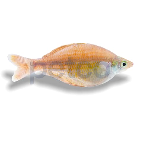 Bleheri Rainbowfish