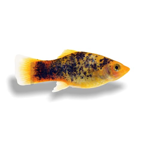Calico Sunset Platy