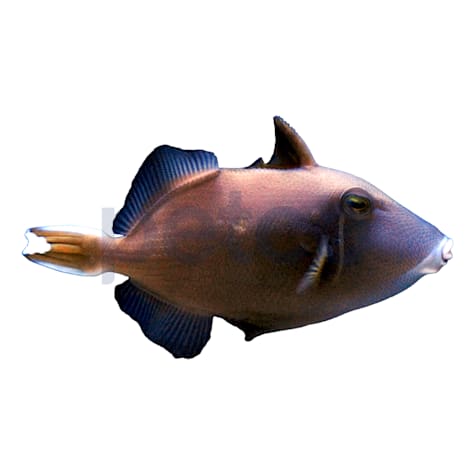 White Tip Trigger