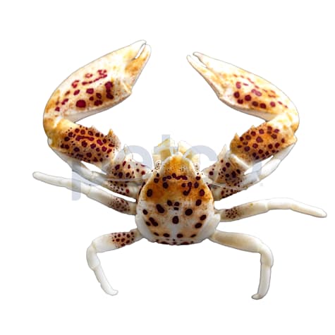 Anemone Crab