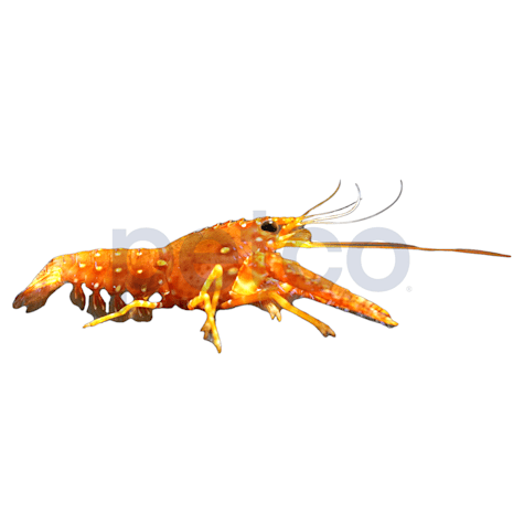 Red Lobster