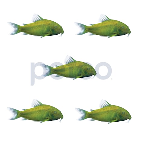 Celestial Yellow Corydoras Catfish