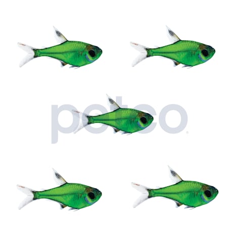 Electric Green Pristella Tetra