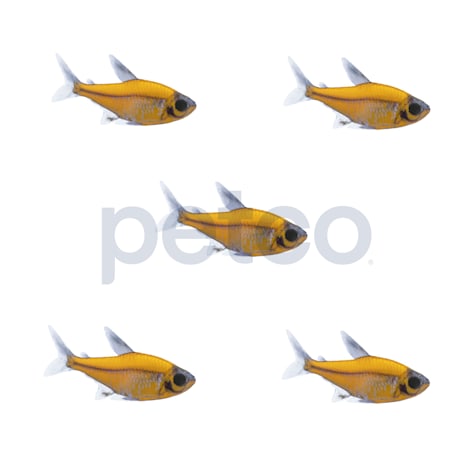 Sunburst Orange Pristella Tetra