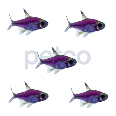 Galactic Purple Pristella Tetra