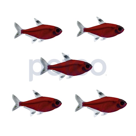 Starfire Red Pristella Tetra