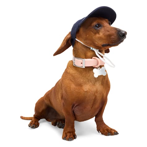 Started As A Bottle Anchor Hat for Pets