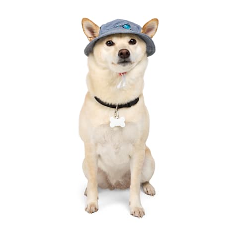 Started As A Bottle Whale Bucket Hat for Pets