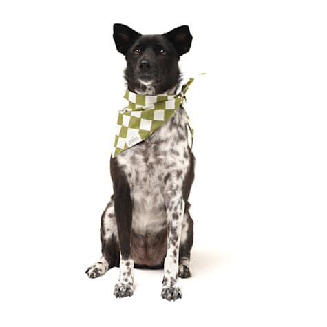 The Paws Checkmate Dog Bandana