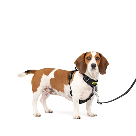 PetSafe 5 Points of Adjustment for Perfect Fit Easy Walk Comfort No-Pull Dog Harness