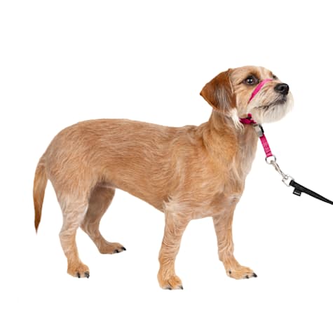 PetSafe The Ultimate Solution to Pulling Gentle Leader No-Pull Dog Headcollar