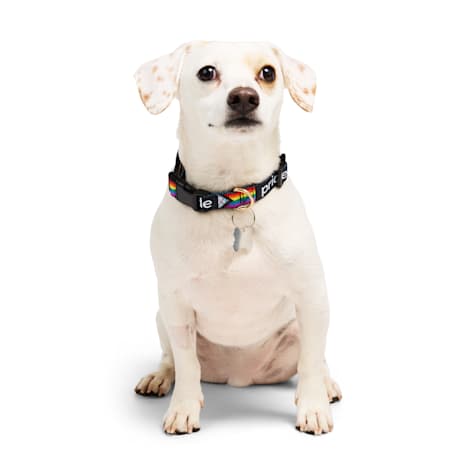 YOULY Pride Progress Flag Dog Collar