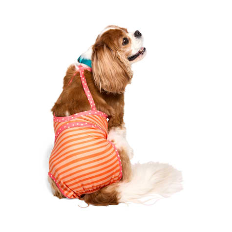 YOULY UPF-Protection One-Piece Dog Swimsuit