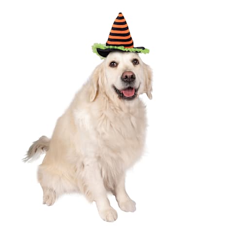 Lexington Road Halloween Witch Hat for Dogs