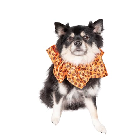 Lexington Road Halloween Pumpkin Scrunchie for Dogs