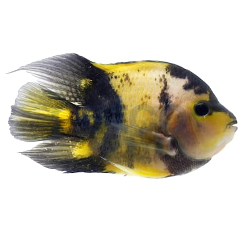 Yellow Tiger Shortbody Cichlid