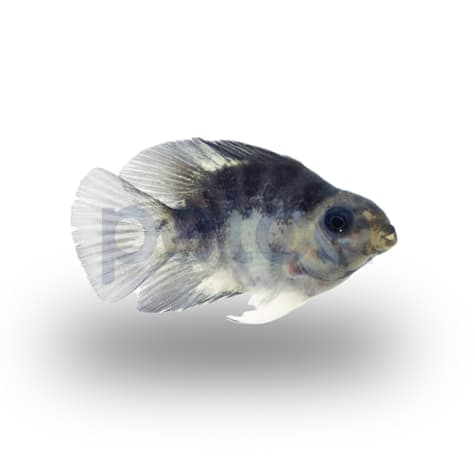 Panda Parrot Cichlid