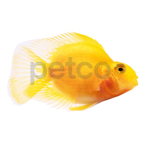 Yellow Parrot Cichlid