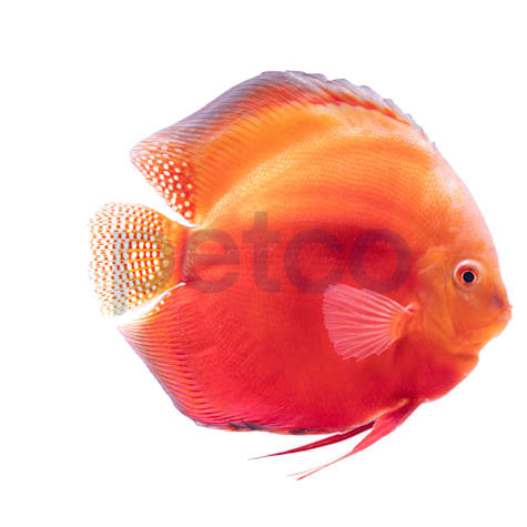 Red Valentine Discus