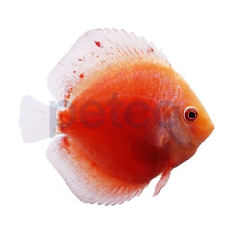 White & Red Discus