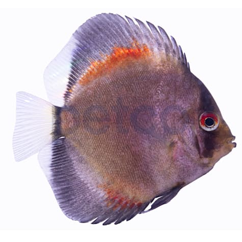 Yellow Ghost Discus