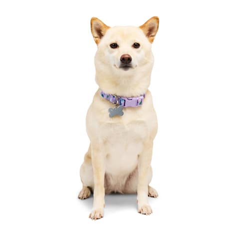YOULY Butterfly Dog Collar