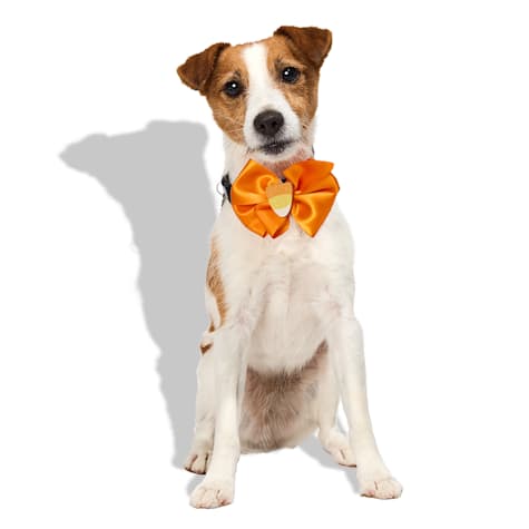 Bootique Candy Corn Pet Bowtie