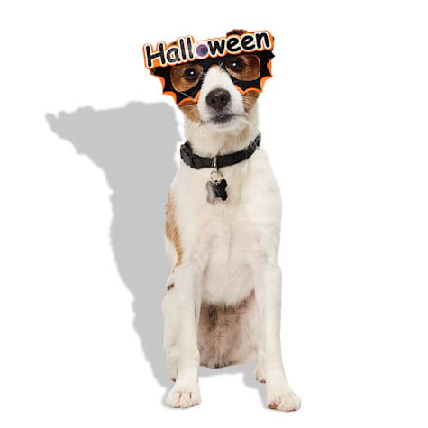 Bootique Halloween Prop Costume Pet Glasses