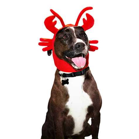 Bootique Lobster Headpiece Pet Halloween Costume