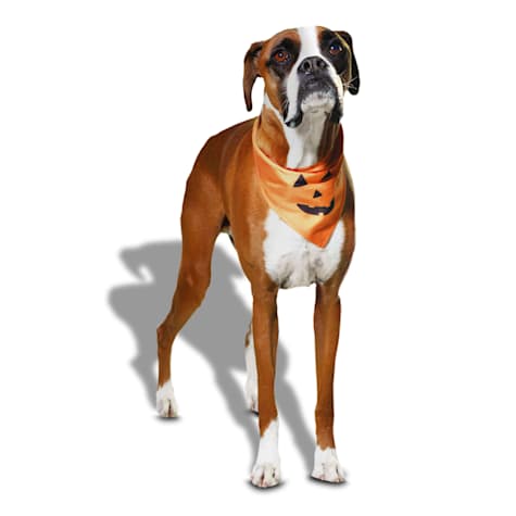 Bootique Pumpkin Jack-o-Lantern Dog Bandana