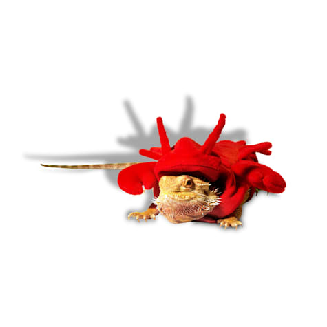Bootique Lobster Bearded Dragon Halloween Costume