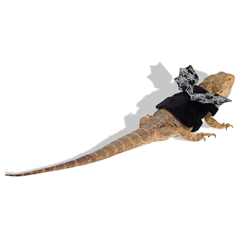 Bootique Bat Bearded Dragon Halloween Costume